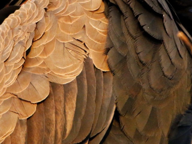 A close-up of the feathers ©WMB/notesfromafrica.wordpress.com